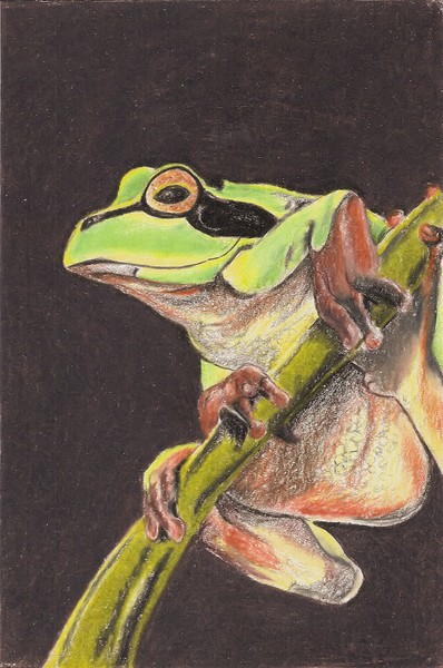 Tree Frog
