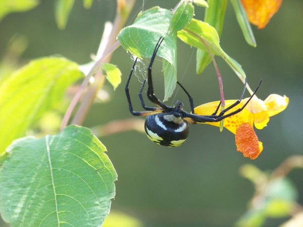 Writing Spider
