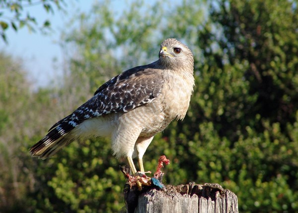 Red Shouldered Hawk After Eating Its Prey