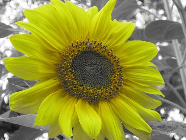 sun flower