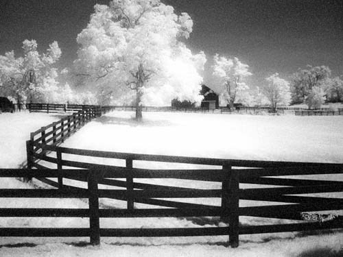 Black Fence