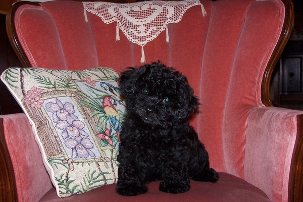 Baby Amos
