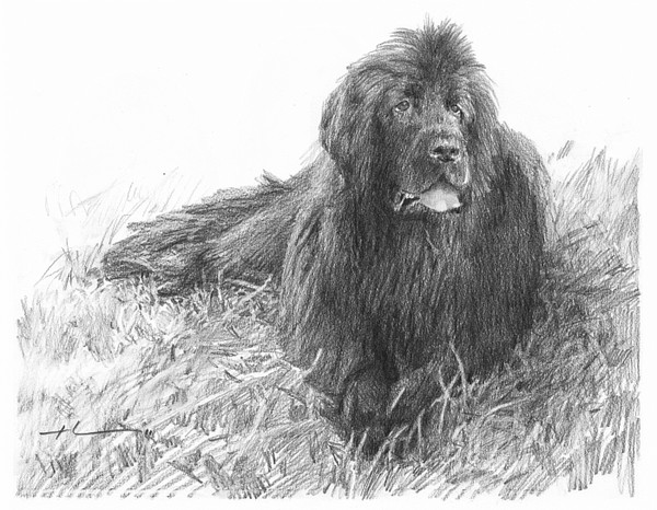 newfoundland pencil drawing