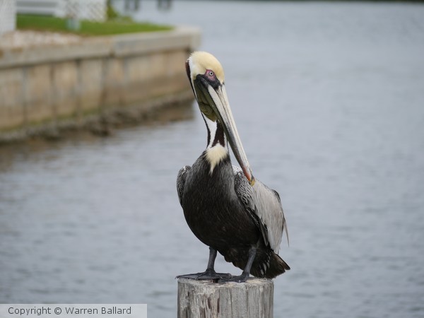 Brown Pelican 1/2/2014