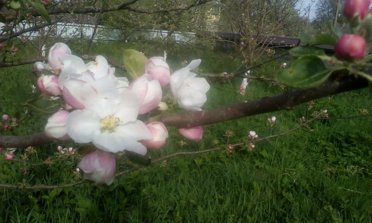 Little apple tree flowers