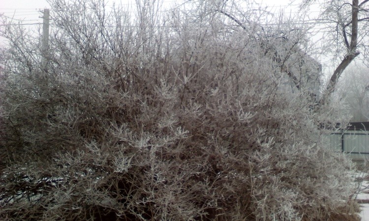 My bush of jasminthis winter