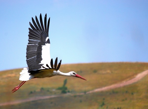 Stork