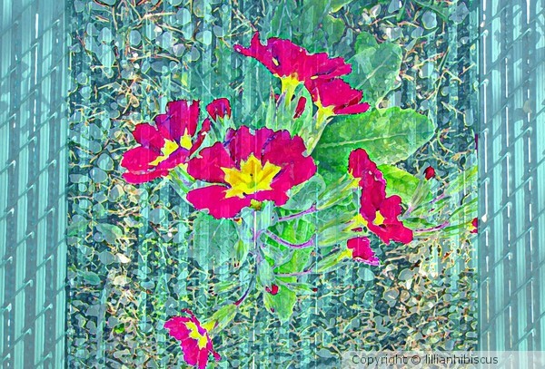 Primrose and Ivy
