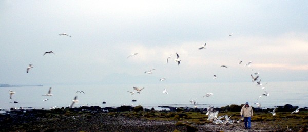 FLYING GULLS