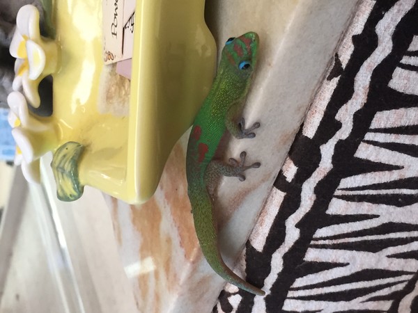 Gecko