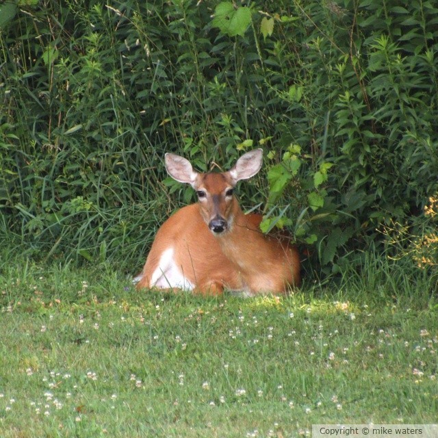 Deer 