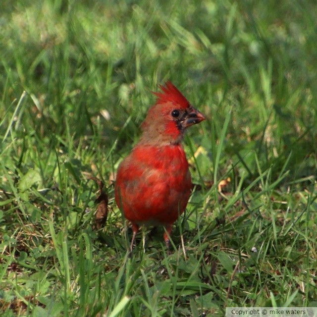 Molting cardinal