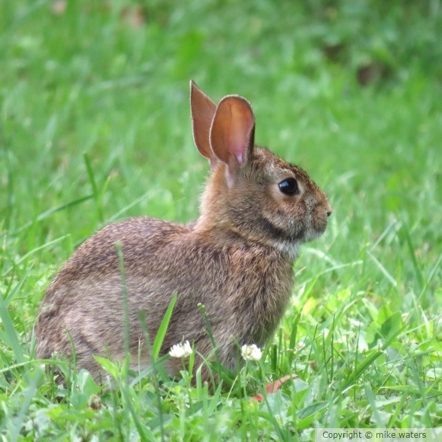 bunny