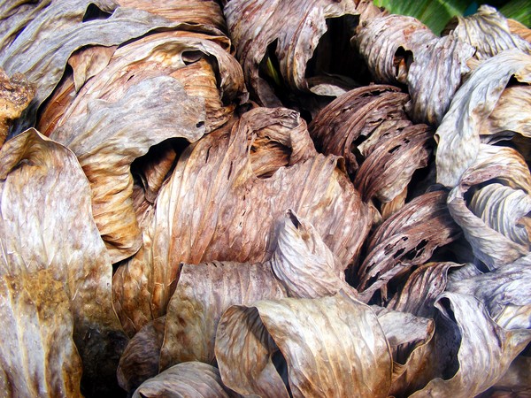 Dead Staghorn