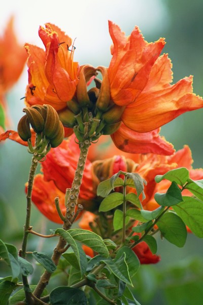 African Tulip