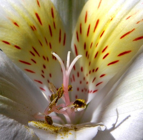 White delight