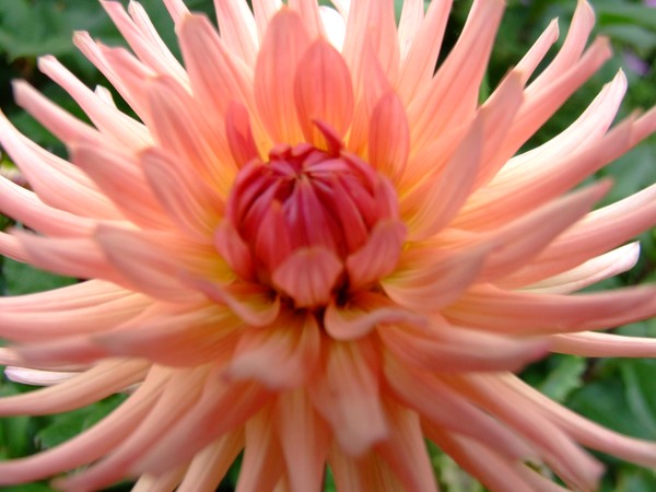 spikey peach