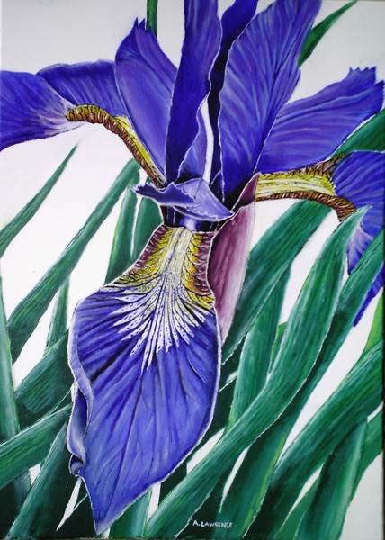 Iris Blue