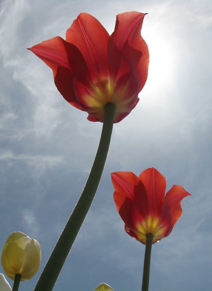 Tulip Sun