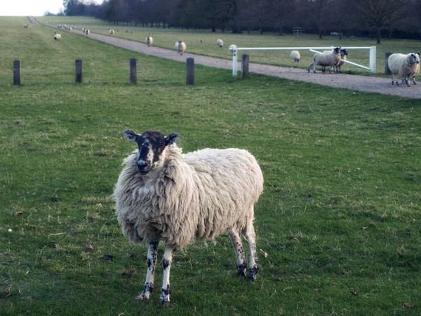 Proud sheep