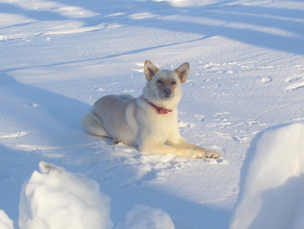 playing in the snow