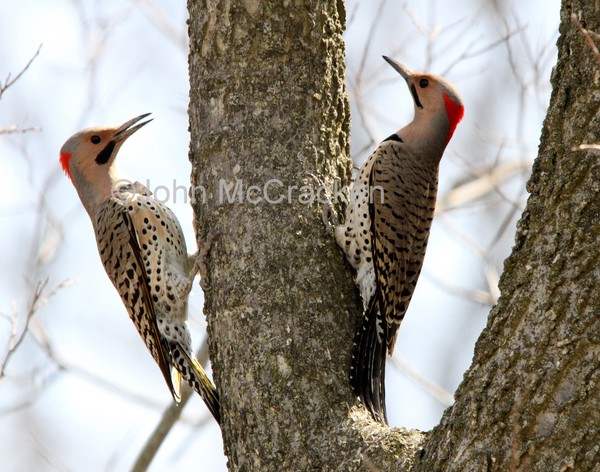 Northern Flickers