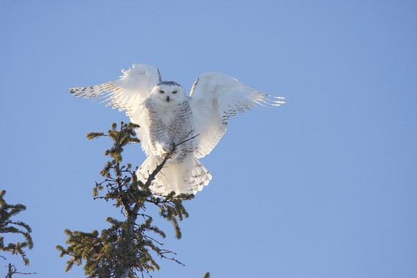 Snowy Owl looking at me.