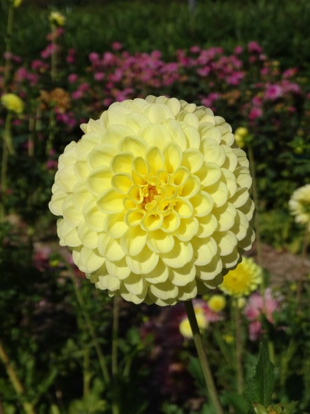 yellow ball