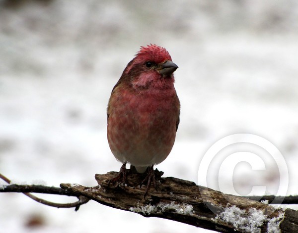 Purple finch contemplates climate change