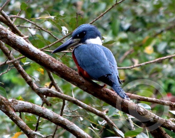 Ring-necked kingfisher pose
