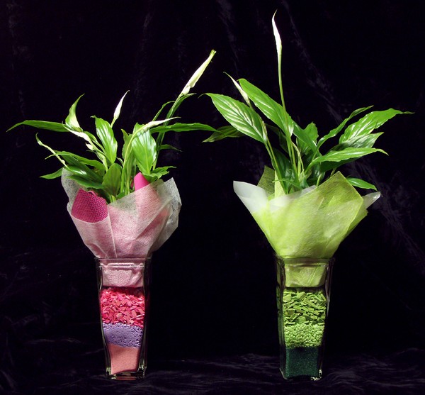 Floristry shot