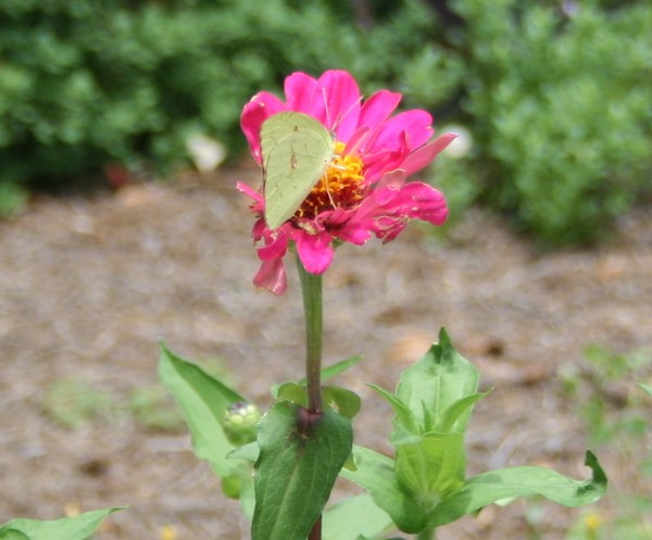 Yellow BF on Zenia