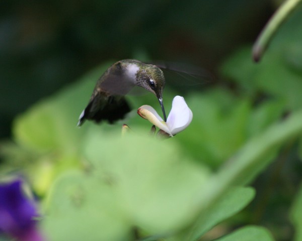 sweet pea