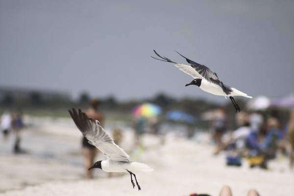 The Beach 7963