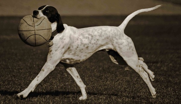Air Dog