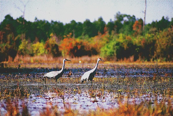 Sandhill Cranes/©2008, JDS