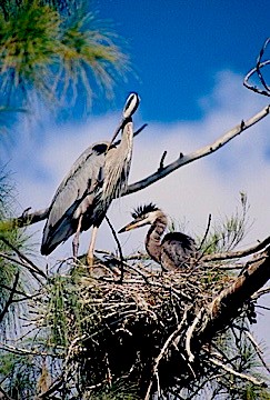 Blue Heron and Fledgling in Nest