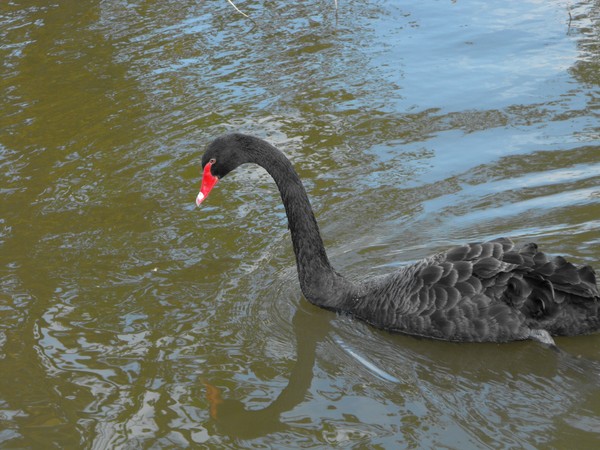 nice day for a swim
