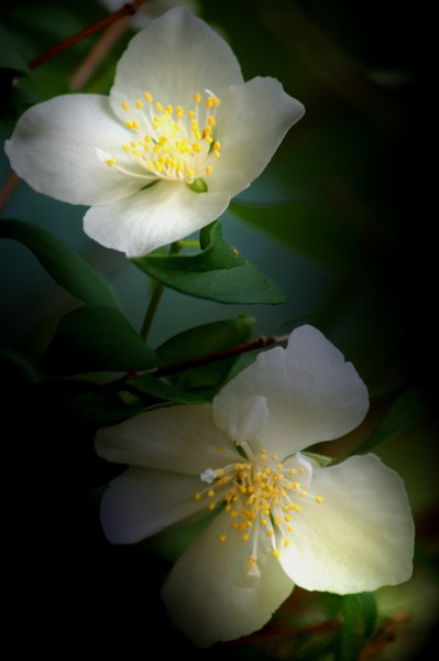 Lit Mock Orange Blossoms