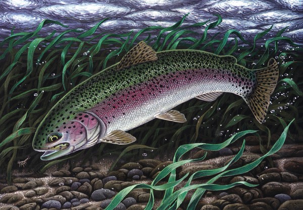 Untitled - Rainbow Trout
