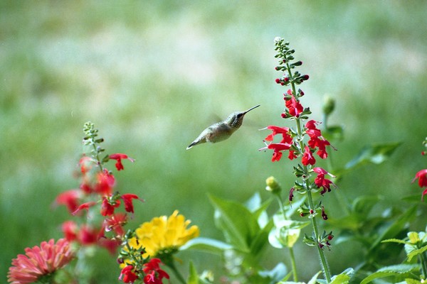 Hummingbird 