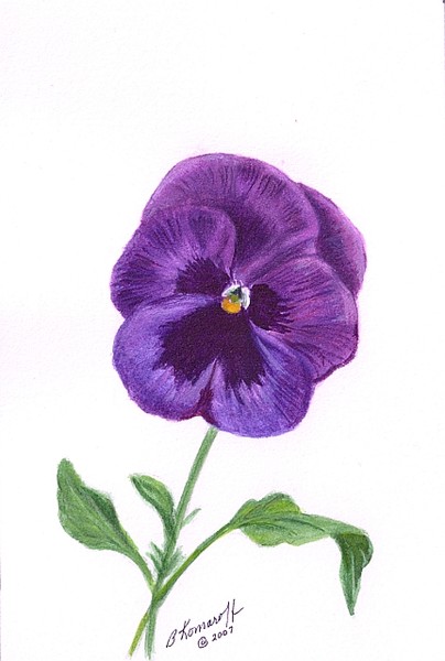 pansy