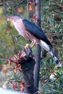 Coopers Hawk