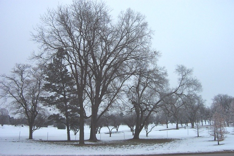 Hoar Frost 2