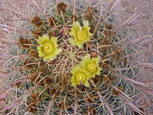 Blooming Barrel Cactus