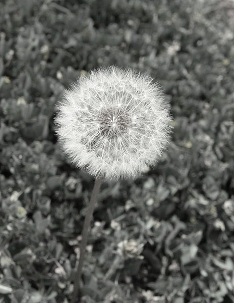 Dandelion
