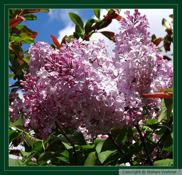 pink lilac, blue sky, white clouds