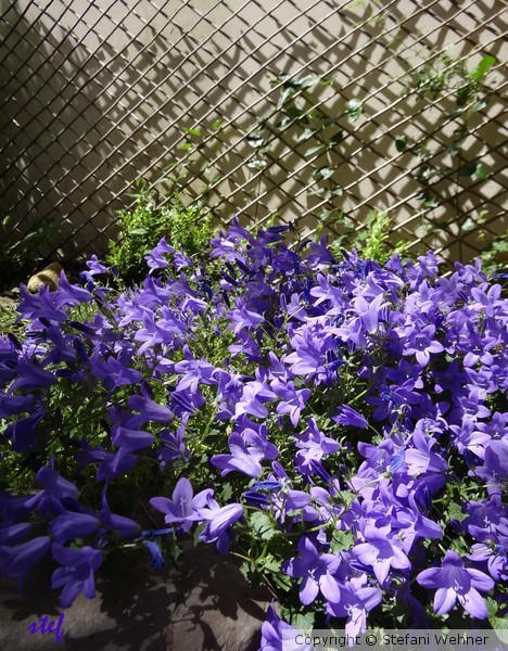 welcome sun