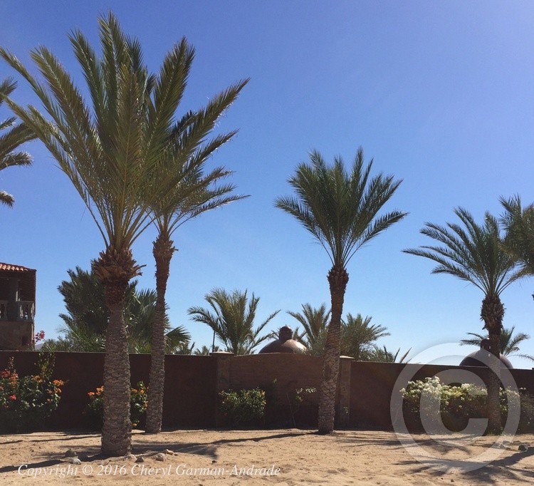 Todos Santos Palms