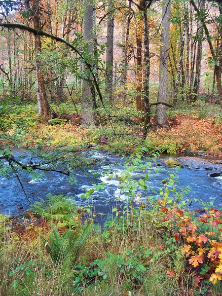 The Riverbanks